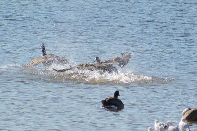 View of birds in water