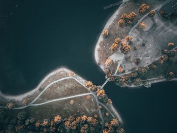 Aerial view of trees and sea