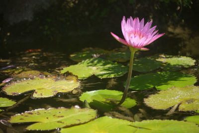 Lotus water lily in lake