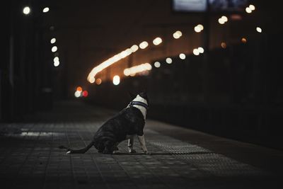 Dog on the road at night