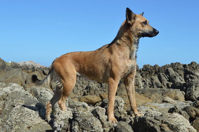 Dog standing on rock against clear sky