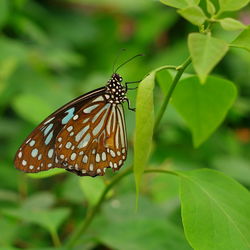 Butterfly on leaf