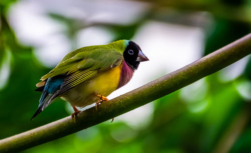 Close-up of bird perching on branch