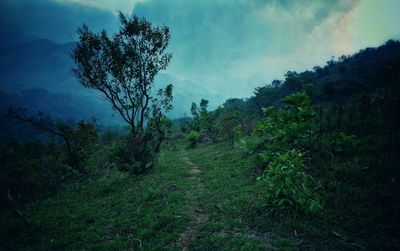 Trees growing in forest against sky