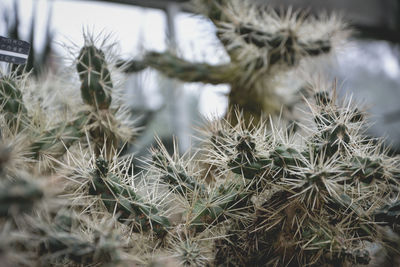 Close-up of cactus plant