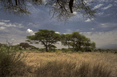 Trees on field against sky