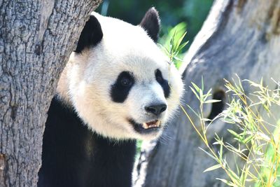 Close-up of panda bear