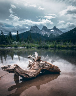 Driftwood on lake by mountain against sky