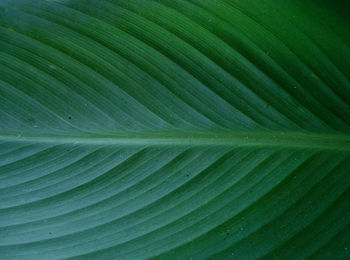 Full frame shot of leaf