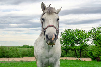 View of a horse on field