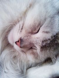 Close-up of cat sleeping