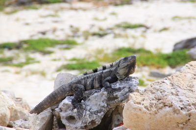 Close-up of lizard on rock