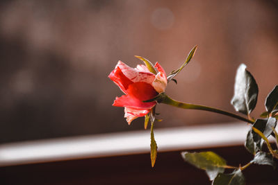 Close-up of red flowering plant