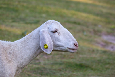 Close-up of an animal representation on land