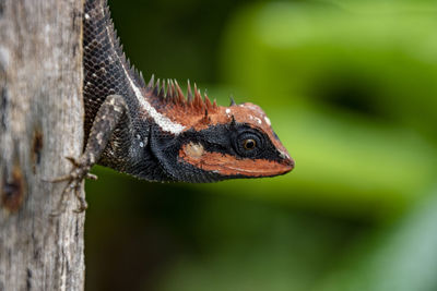 Close-up of a lizard