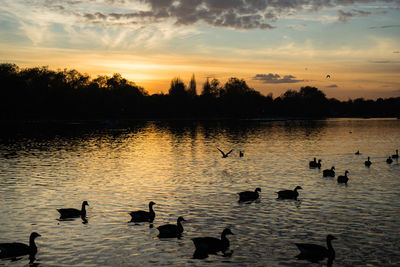 Ducks swimming in lake during sunset