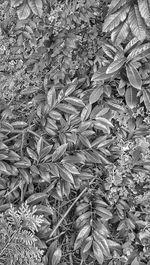 Full frame shot of plants