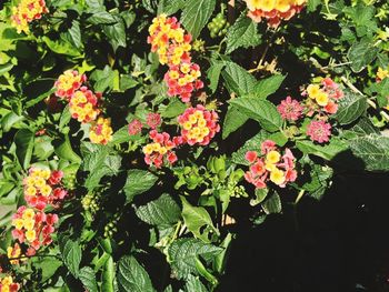 Close-up of flowers