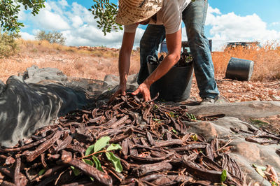 Unrecognizable male worker picking ripe carob pods from cloth placed under tree during harvesting season
