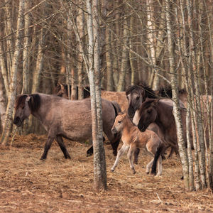 Spring's new wonder. captivating wild horse foal embarking on life's journey in northern europe
