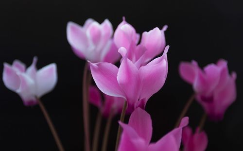 Close-up of pink cyclamen flowers against black background
