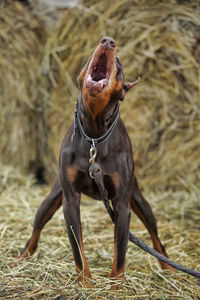 Close-up of a dog on field