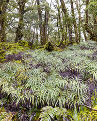 Scenic view of forest