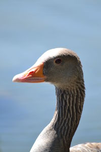 Close-up of a bird