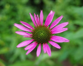 Close-up of pink flower