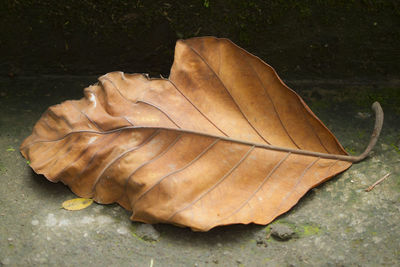 Close-up of leaf