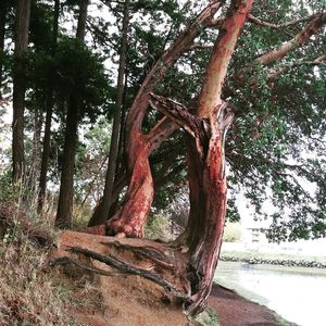 Trees in forest