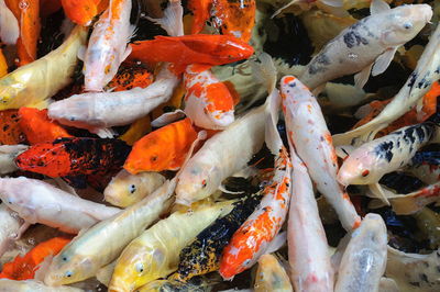 High angle view of koi carps swimming in pond