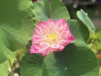 Close-up of pink flowering plant