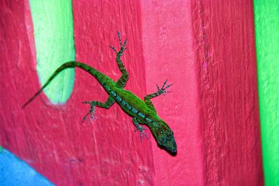 Close-up of lizard on wall