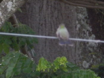 Close-up of bird perching on plant