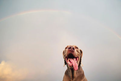 Dog looking at camera