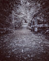 Trees in forest