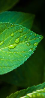 Close-up of water drops on leaf