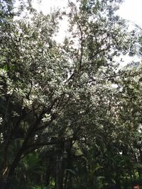 Low angle view of trees against sky