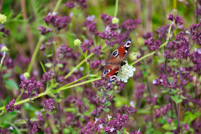 Close-up of butterfly on purple flower