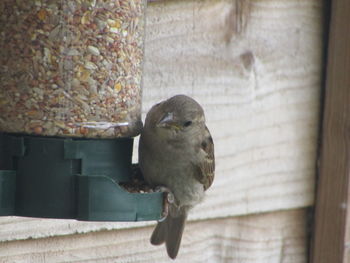 Close-up of bird perching on wood