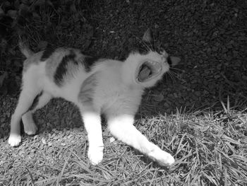 Close-up of white cat