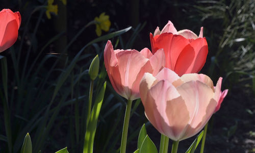 Close-up of flowers against blurred background