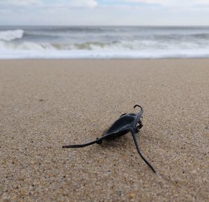 View of crab on beach