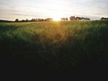 Scenic view of wheat field against sky