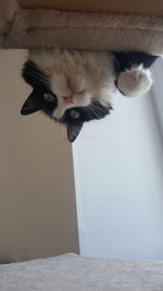 Close-up portrait of cat