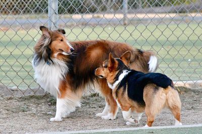 View of two dogs on fence