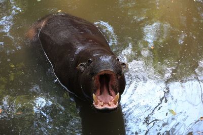 Close-up of horse in water