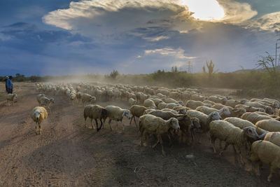 Flock of sheep on landscape against sky