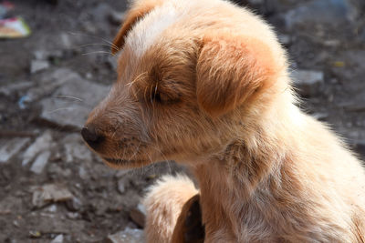 Close-up of dog looking away